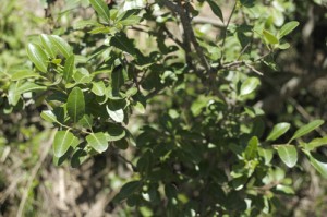 berberis