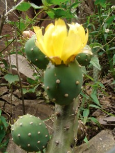 cactusopuntia