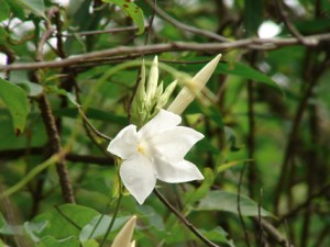 jasmin-de-juyjuy