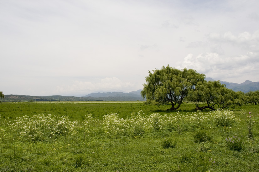 cigue-irrigation