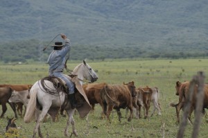 gauchovaches