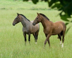 chevaux