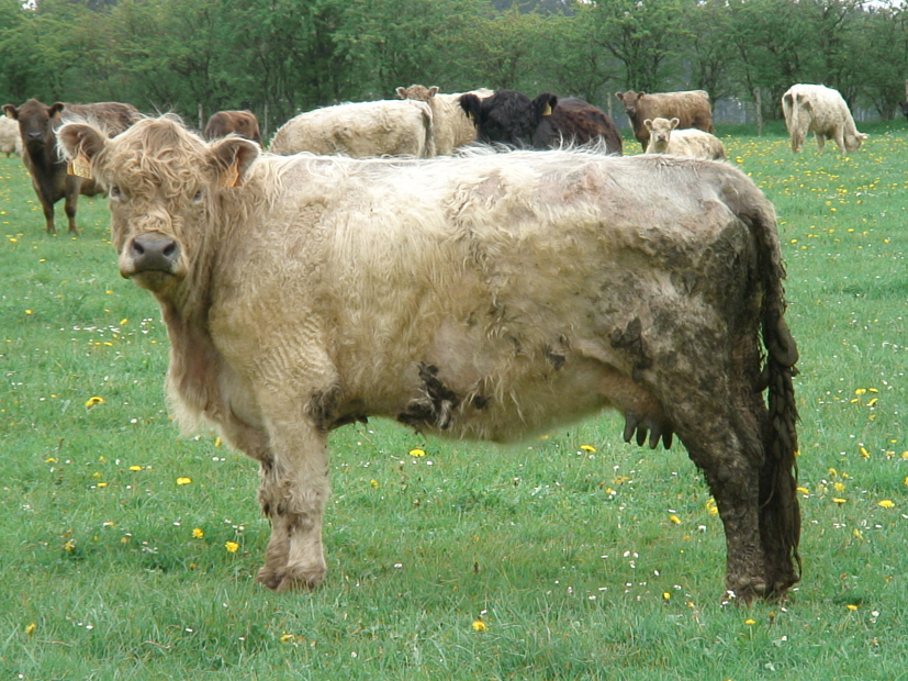 vachesale