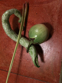 aubergine thai