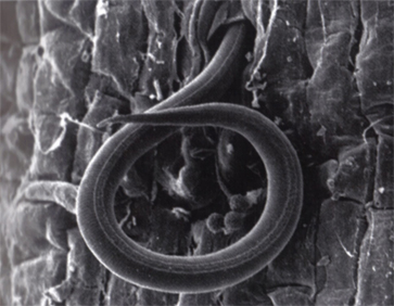 NEMATODE2