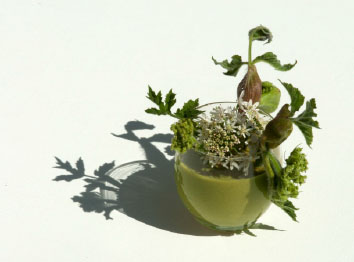 cuisine des plantes sauvages cuisine des plantes sauvages