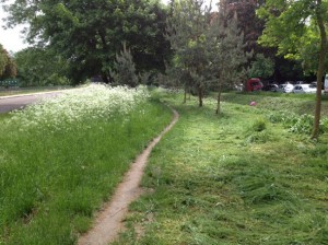 les plantes comestibles du bois de boulogne