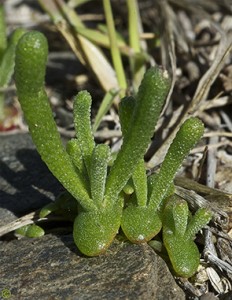 petite ficoïde Aizoon Ssp.