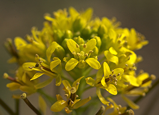 SISYMBRIUM IRIO FLEUR JAUNE