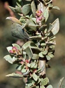 Atriplex halimus