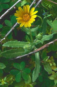 Calendula arvensis