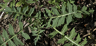 sisymbrium irio feuilles