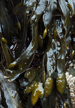 Fucus vesiculosus Sm