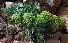 crithmum