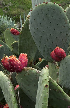 opuntia ficus indica rouge